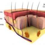Image of skin layers and hair