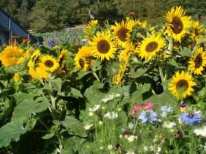 Image of Sunflowers
