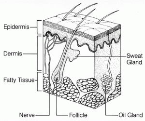 skin_anatomy